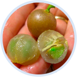Vitamina B12